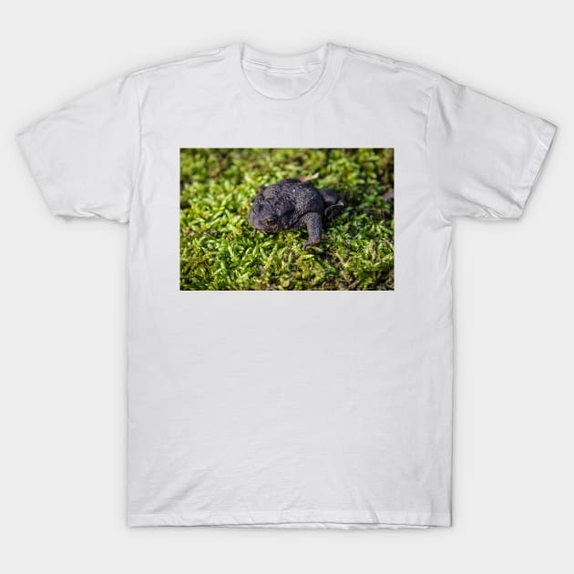 Common Toad - Margam 2012 T-Shirt by SimplyMrHill